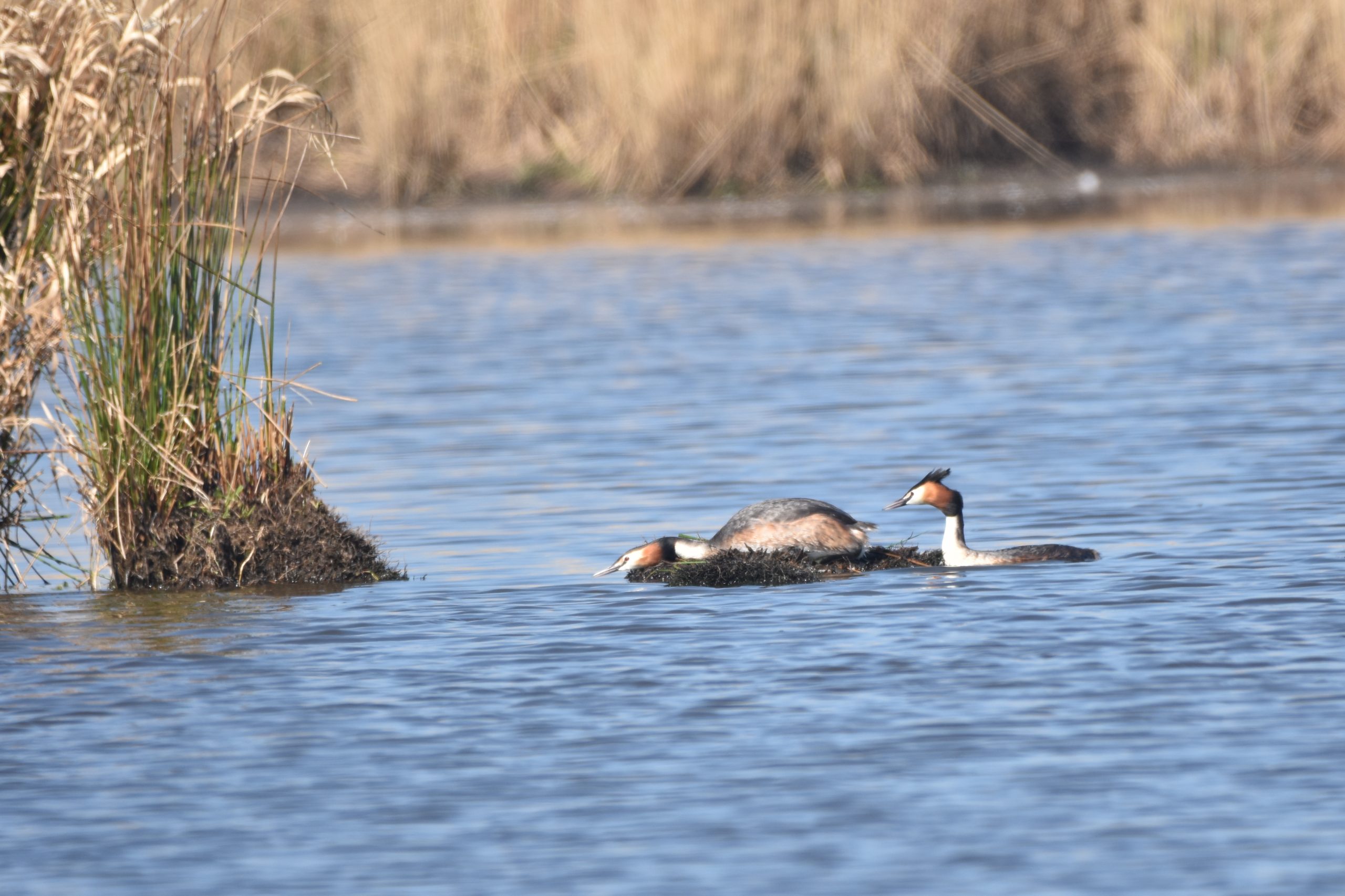 Vogelgroep