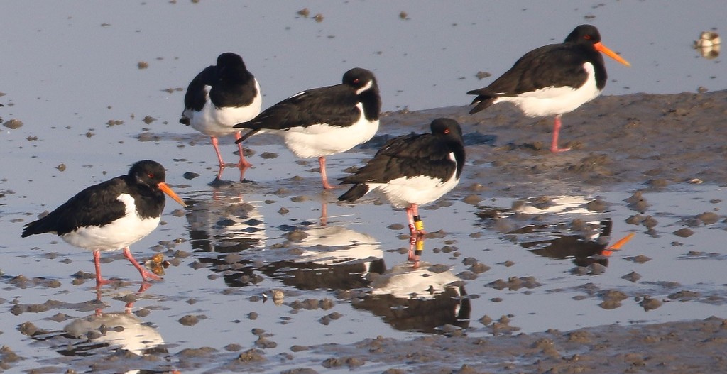 Vogelwerkgroep (VWG)