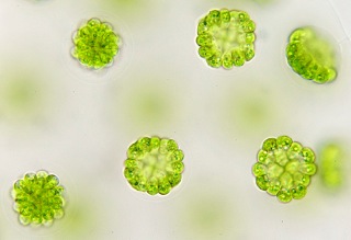 Micro-hydrobiologische werkgroep