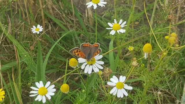 Werkgroep Biodiversiteit gaat het Eckartse Bos adopteren