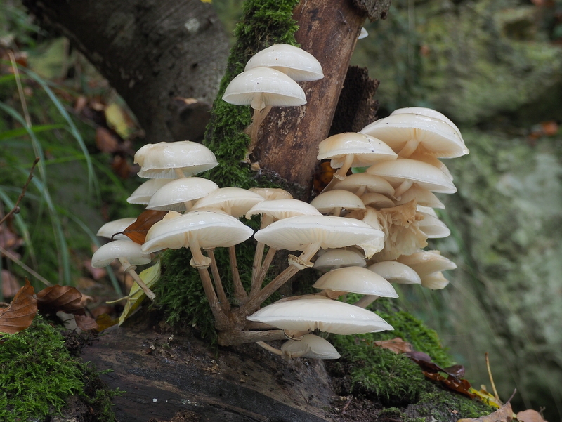 Lezing “Paddenstoelen – Eenvormigheid in variatie” door Ton Hermans